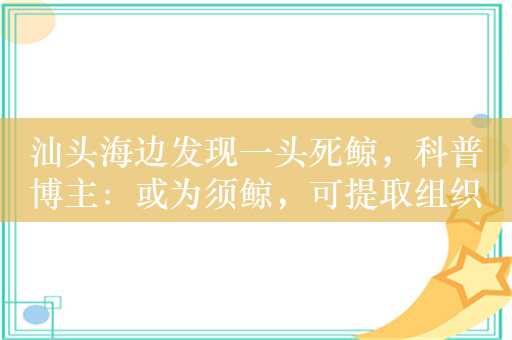 汕头海边发现一头死鲸，科普博主：或为须鲸，可提取组织确定