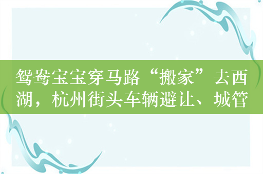 鸳鸯宝宝穿马路“搬家”去西湖，杭州街头车辆避让、城管护送