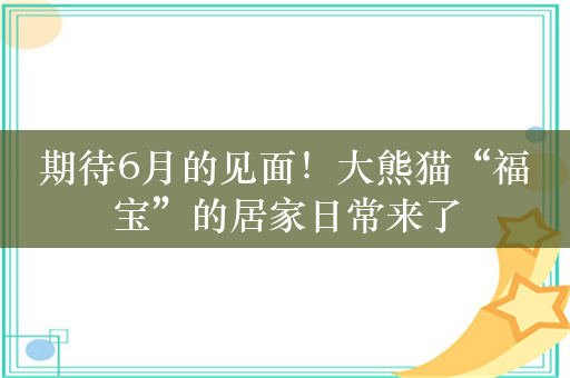 期待6月的见面！大熊猫“福宝”的居家日常来了