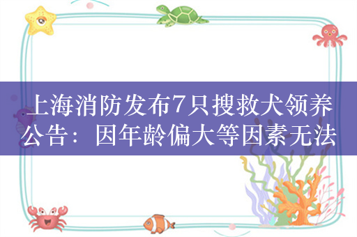 上海消防发布7只搜救犬领养公告：因年龄偏大等因素无法参与执勤任务