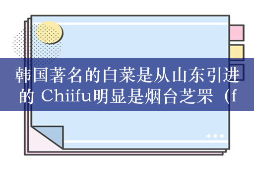 韩国著名的白菜是从山东引进的 Chiifu明显是烟台芝罘（fú）谐音