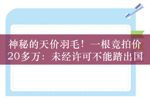 神秘的天价羽毛！一根竞拍价20多万：未经许可不能踏出国门