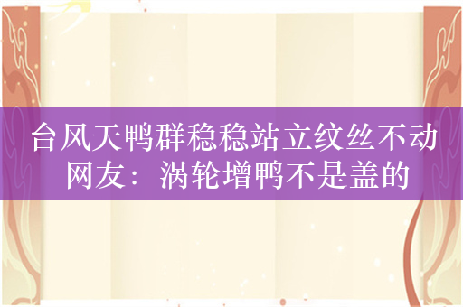 台风天鸭群稳稳站立纹丝不动 网友：涡轮增鸭不是盖的