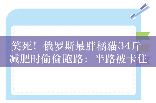 笑死！俄罗斯最胖橘猫34斤 减肥时偷偷跑路：半路被卡住了 