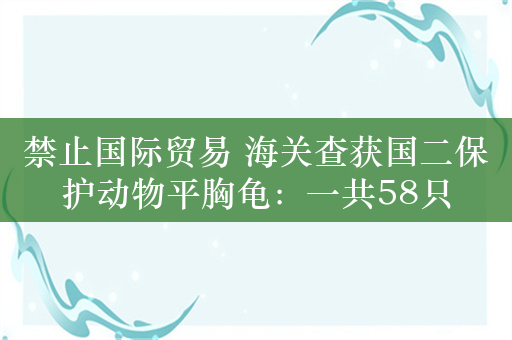 禁止国际贸易 海关查获国二保护动物平胸龟：一共58只