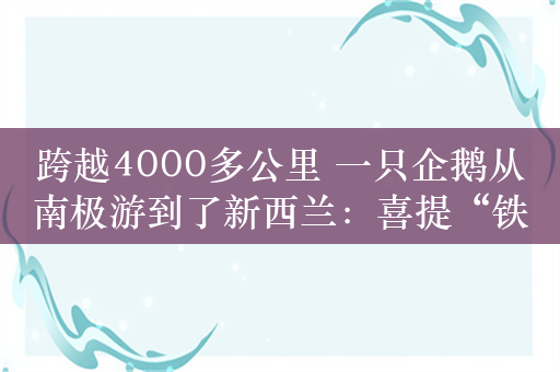 跨越4000多公里 一只企鹅从南极游到了新西兰：喜提“铁饭碗”