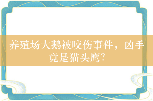 养殖场大鹅被咬伤事件，凶手竟是猫头鹰？