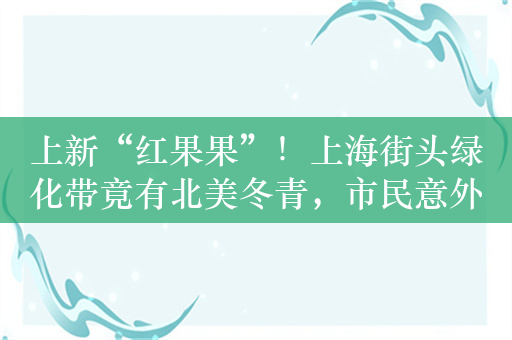 上新“红果果”！上海街头绿化带竟有北美冬青，市民意外又担心